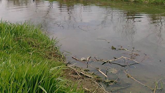 Feinsedimentablagerung in der Bode