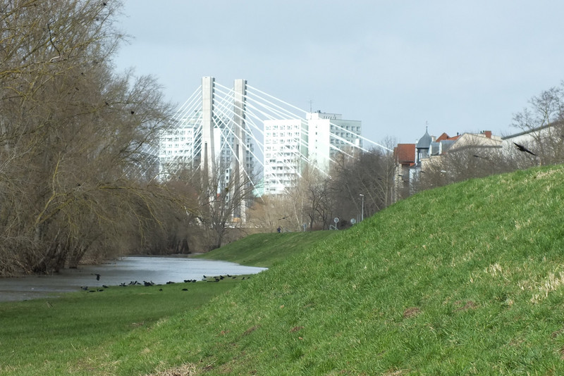 Blick auf einen Deich an der Büchnerstraße in Magdeburg. Vögel baden im Wasser der Alten Elbe. Im Hintergrund erheben sich die neue Pylonbrücke. und Hochhäuser